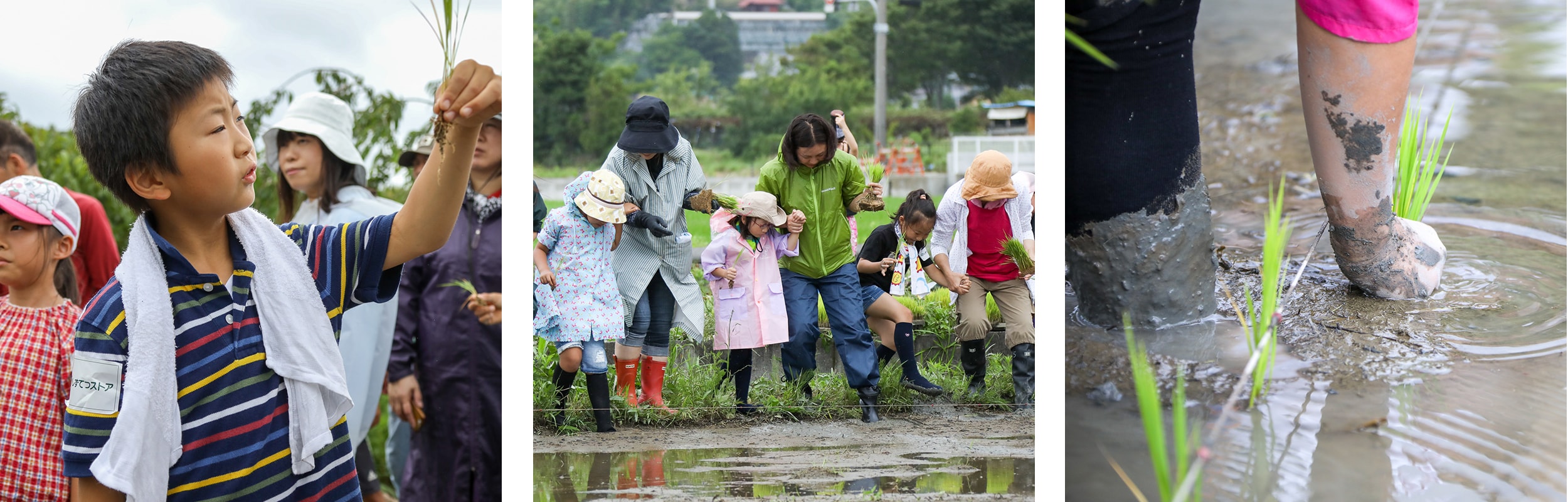 田植えの様子